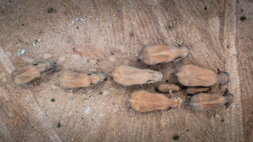 Fauna: 15 ELEFANTES ESTÃO CAMINHANDO SEM RUMO PARA O NORTE NA CHINA E NINGUÉM SABE O MOTIVO