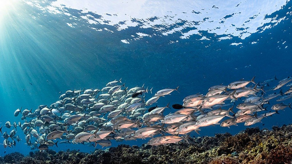 Dia Mundial dos Oceanos: CONFIRA ALGUNS ESPORTES RADICAIS AQUÁTICOS