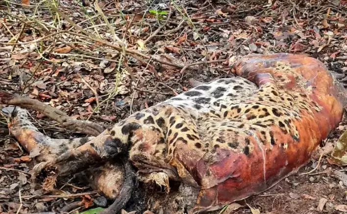 Ecologia: POLÍCIA FEDERAL INVESTIGA 4 FAZENDAS POR MORTES DE ONÇAS-PINTADAS NO PANTANAL