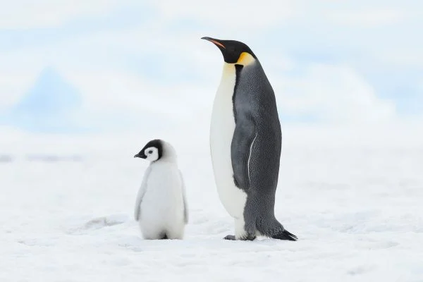 Meio Ambiente: PINGUINS-IMPERADORES PODEM ESTAR EXTINTOS ATÉ 2100, MOSTRA PESQUISA