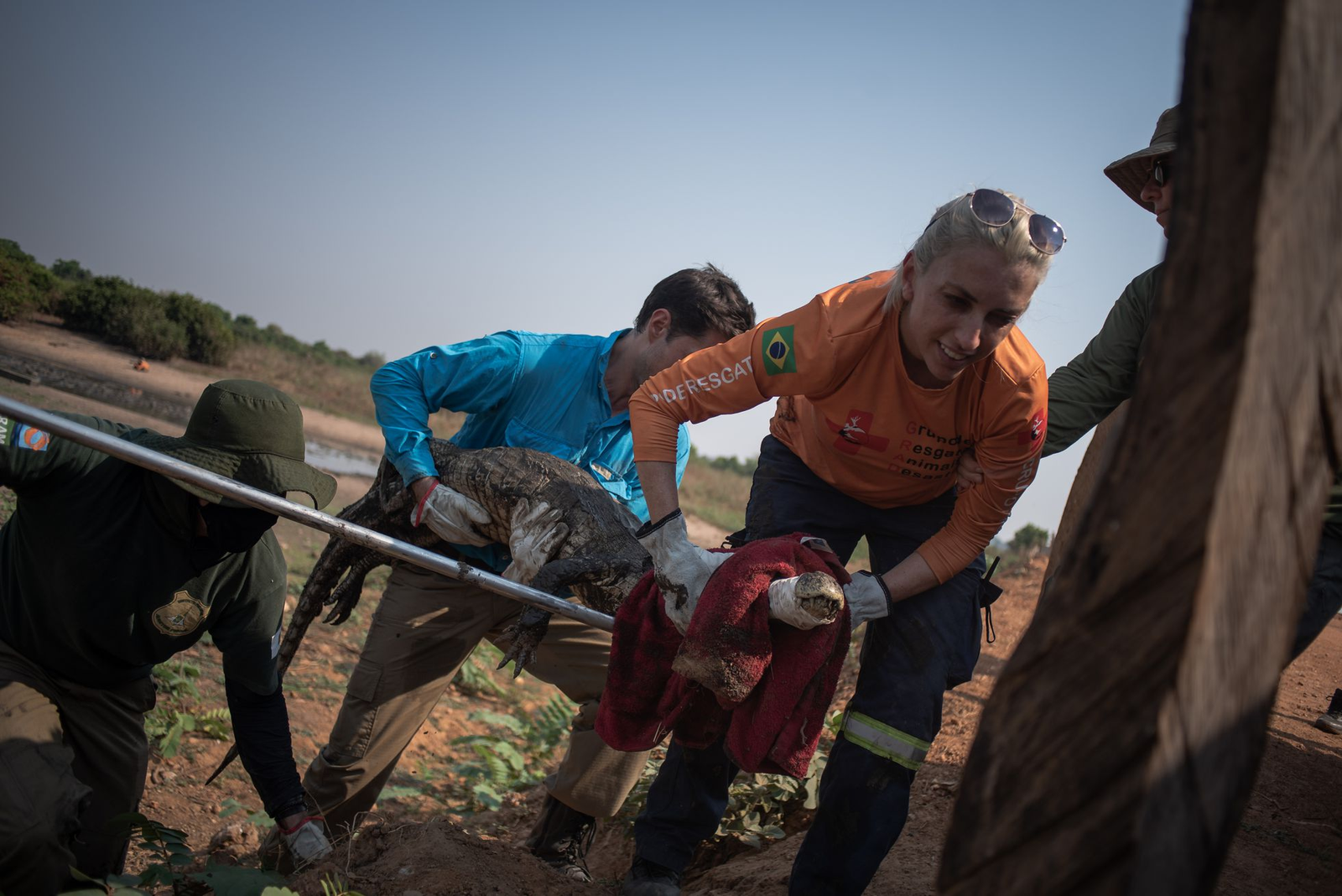 Desequilíbrio: SECA NO PANTANAL OBRIGA TRASLADO DE 200 JACARÉS PARA QUE NÃO MORRESSEM DE FOME