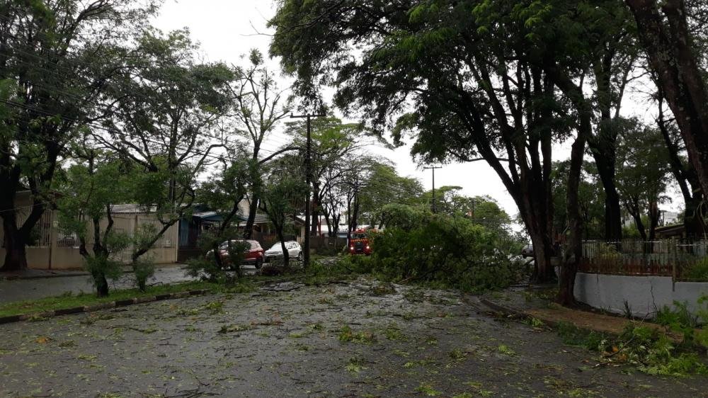 Foz do Iguaçu: TEMPORAL CAUSA QUEDA DE QUASE 100 ÁRVORES NA CIDADE