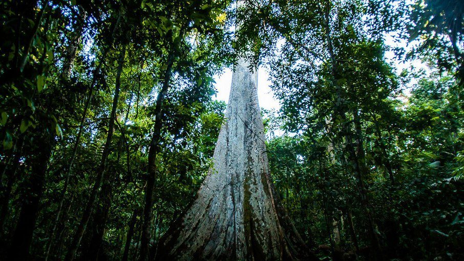 Energia Renovável: BRASIL PODE VIRAR UMA POTÊNCIA VERDE?