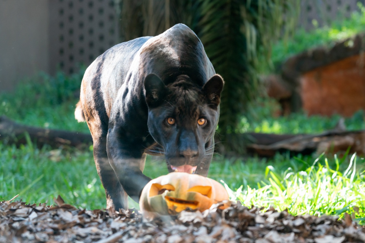 Evento: ANIMAIS DO REFÚGIO BELA VISTA GANHAM “GOSTOSURAS” NO HALLOWEEN