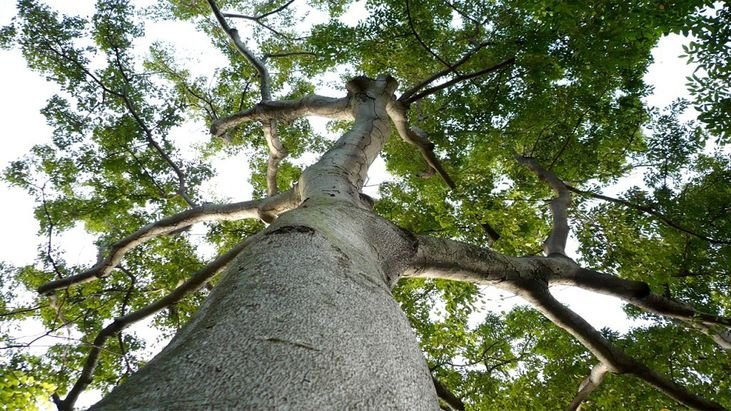 Ecologia: MINISTÉRIO INSTITUI LISTA DA FLORA DE ESPÉCIES AMEAÇADAS DE EXTINÇÃO