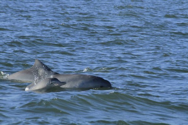 Paraná: MORTE DE GOLFINHOS NO LITORAL DO ESTADO PREOCUPA PESQUISADORES