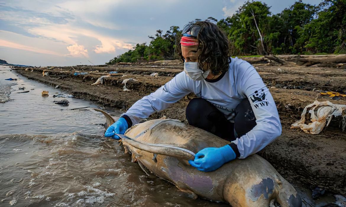 Descontrole: EQUIPE DE BUSCA ENCONTRA MAIS CINCO CARCAÇAS DE BOTOS NO AMAZONAS