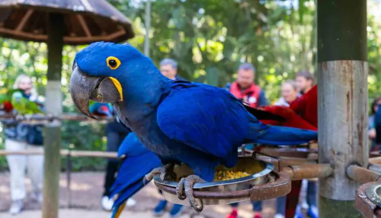 Passeio Imersivo: CONECTA LEVA VISITANTES A ÁREAS RESTRITAS DO PARQUE DAS AVES