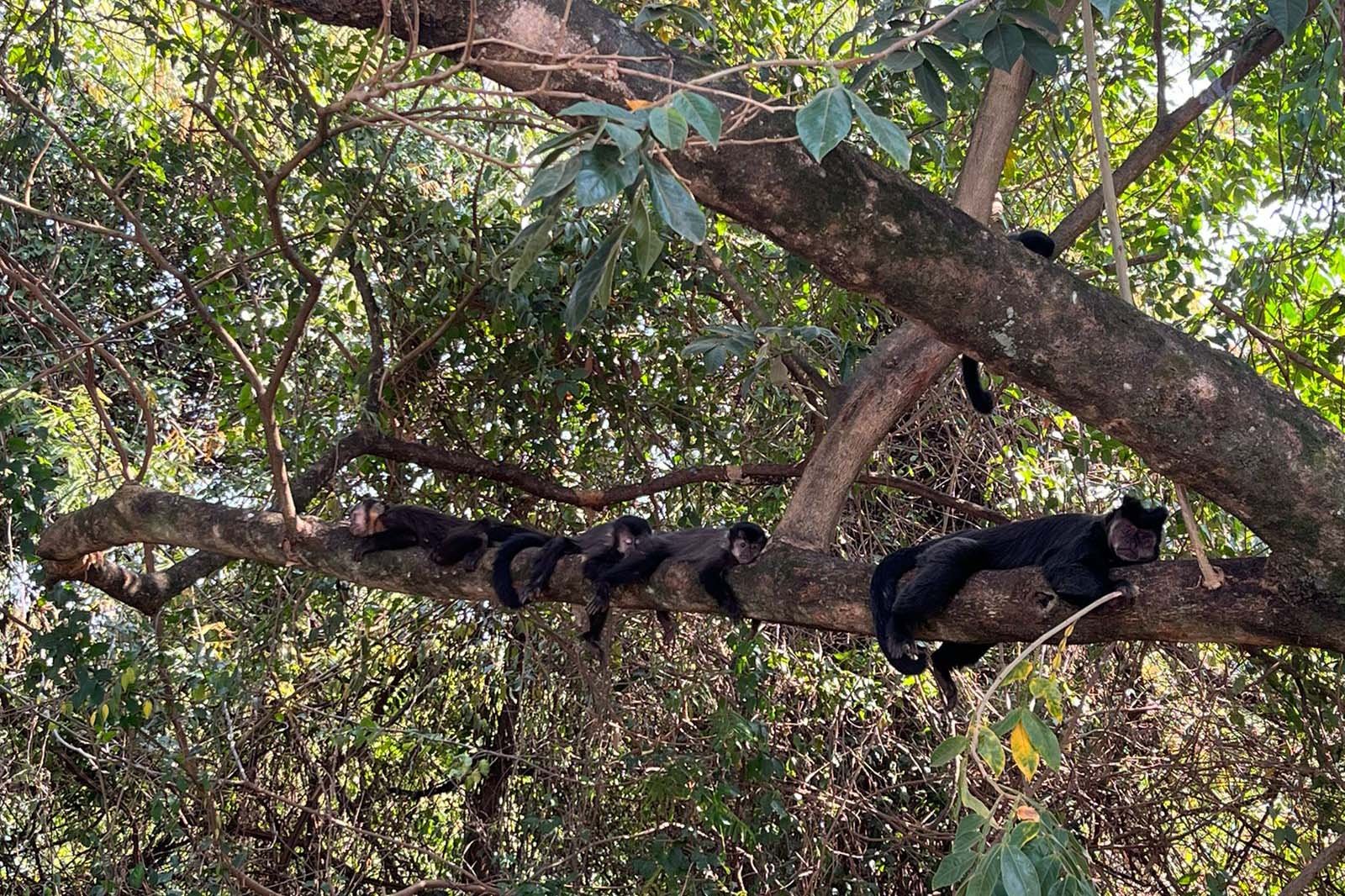 IAT CRIA METODOLOGIA PARA REESTABELECER FAUNA EM ÁREA INCENDIADA