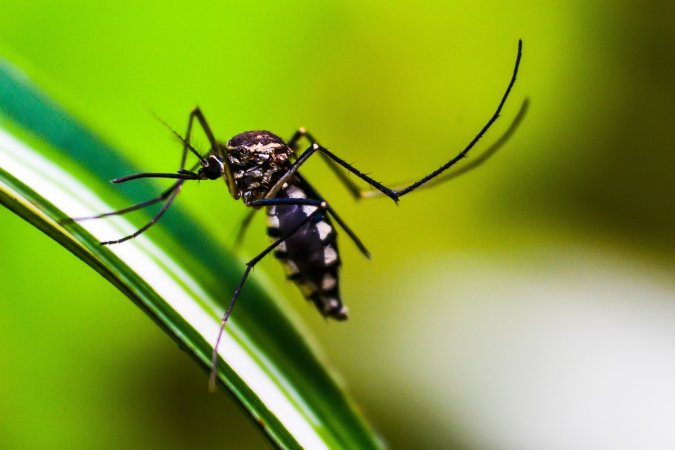 Saúde: BRASIL TEM MAIS DE 6,5 MILHÕES DE CASOS PROVÁVEIS DE DENGUE EM 2024