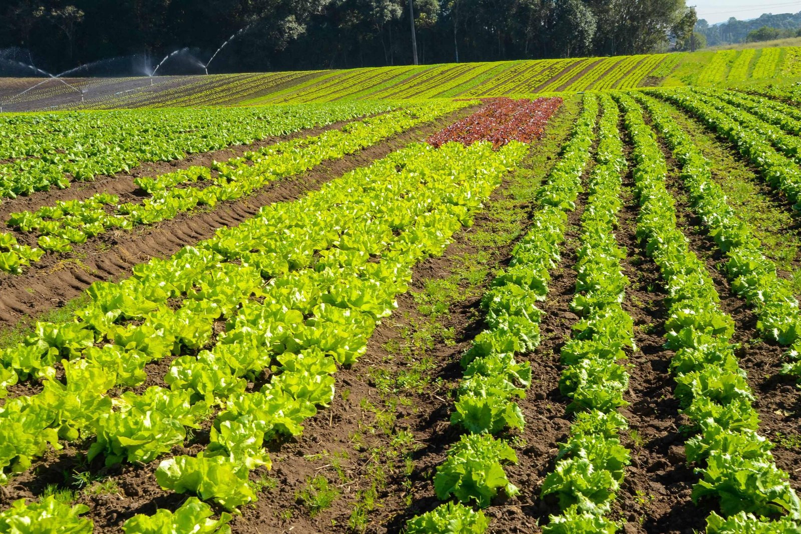 Agricultura sustentável: PRÊMIO ORGULHO DA TERRA HOMENAGEIA 19 VENCEDORES DE 2024